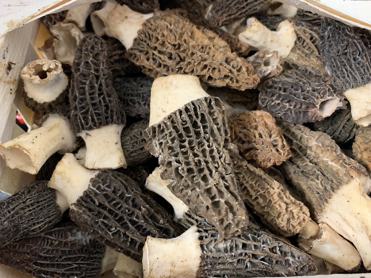 Those don’t need much explanation! Absolutely stunning #morels #morille #foraging #wildmushroom #michelinstar #londonchefs #lovefood #expertlyselected