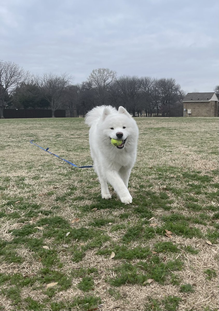 LeonVanSam's tweet image. U threw it again,
For me to go get,
But whether I’ll fetch it,
Ain’t such a sure bet.
Not I sayin I wanna,
Not sayin I don’t, 
So maybe I will...
...but probably won’t.