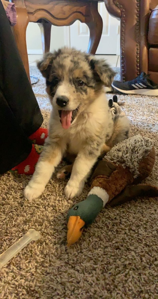 Callie_Hicks_'s tweet photo. Big boy is 6 months old 🥺 https://t.co/zWwhwBKrzT