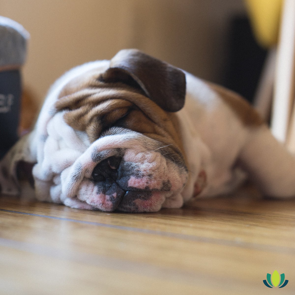 springtime_supp's tweet image. We give you permission to get your much-needed Zzzz&apos;s today 😴 #nationalnappingday