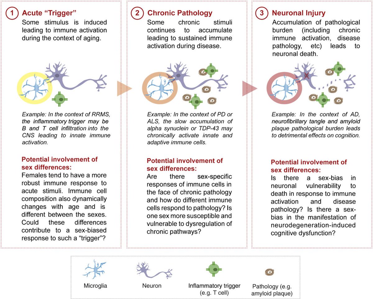 Gan Lab (@liganlab) on Twitter photo Sex differences are observed in AD, PD, MS, and ALS on clinical and molecular levels. Check out our new review highlighting the role of immune system and key questions for further investigation led by our own <a href="/ChloeLopezLee/">Chloe Lopez-Lee, Ph.D.</a> and alum Dr.Lay Kodama. sciencedirect.com/science/articl… Sex differences are observed in AD, PD, MS, and ALS on clinical and molecular levels. Check out our new review highlighting the role of immune system and key questions for further investigation led by our own <a href="/ChloeLopezLee/">Chloe Lopez-Lee, Ph.D.</a> and alum Dr.Lay Kodama. sciencedirect.com/science/articl…