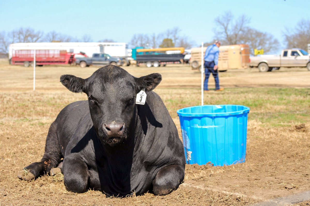 GetTheBlueTub's tweet photo. Sometimes the stress of a sale can be a lot on cattle’s immune system and eating habits. They get separated, moved around, and it can take a toll on how well they present! Are you giving your cattle the best preventative? If not Vitalix can help! Ask a dealer near you! https://t.co/SMj8mOUu6H
