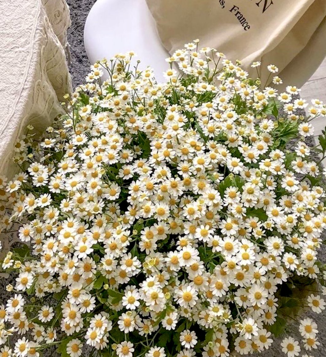 ความรู้สึกของเดซี่ (น.)
เป็นดอกไม้แห่งความสดใสและการปลอบโยน , ให้ความรู้สึกเหมือนว่าคนคนนั้นอยากจะปลอบโยนและอยู่ข้างๆคุณ อยากทำให้คุณยิ้ม “เราไม่ยอมให้เธอเสียใจคนเดียวหรอก” 💛