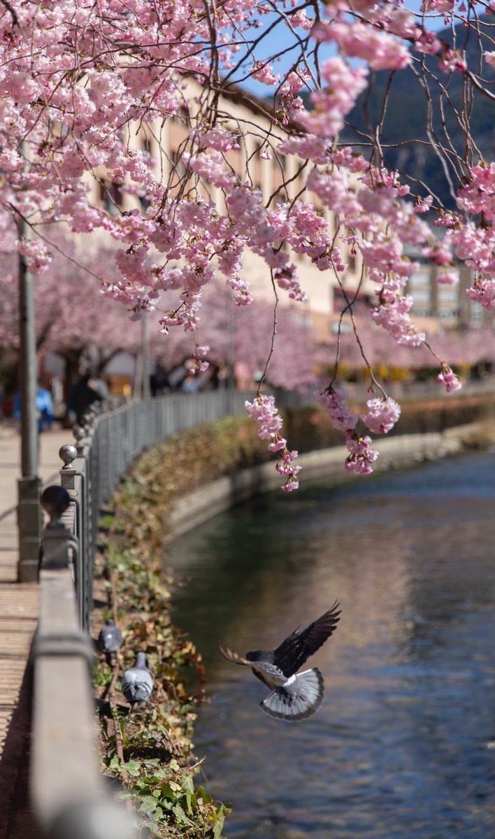 turismeandorra's tweet photo. 🌸 Andorra la Vella ja està preparada per donar la benvinguda a la Primavera amb els cirerers ben florits. 
🙌🏻 Que comenci el compte enrere.
📷 @paulabonavota #Turismeandorralavella #AndorralaVella #Andorr https://t.co/2iZaLQcfph