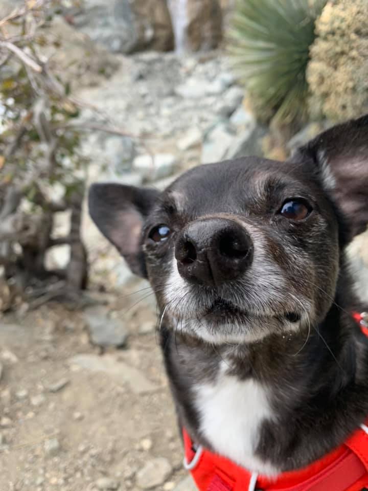 We know a few pets who are going to be awfully upset quarantine is ending!