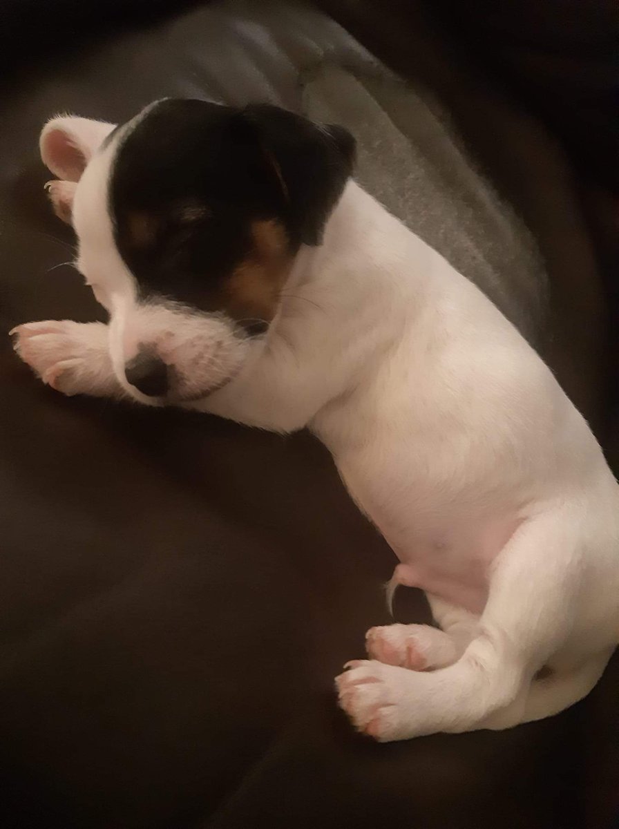 AlanDaffern's tweet photo. 11 week old #JackRussel #puppy #Stolen today 15/03/2021 from a #buildingsite on #WhittakerStreet #Ratcliffe #Manchester #M26.

 Vehicle Reg - MM66 LJZ black VW #Golf. 

Any info call 
07538-454-175

https://t.co/PzRDyT0kP4 https://t.co/uReHW45ez6