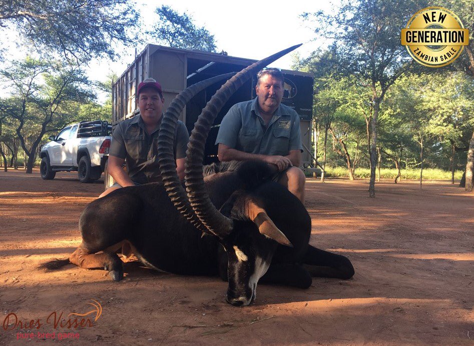DriesVisserGame's tweet photo. Congratulations to Andre Sullivan &amp; Jaco Sallie Sullivan @ West Dunes Properties 94 with the purchase of their beautiful pure zambian bull, MONZE. 
https://t.co/X0EOnBiXgU #auction #zambian #sable #bull #newgeneration #topgenetics https://t.co/s2u2T7llbE