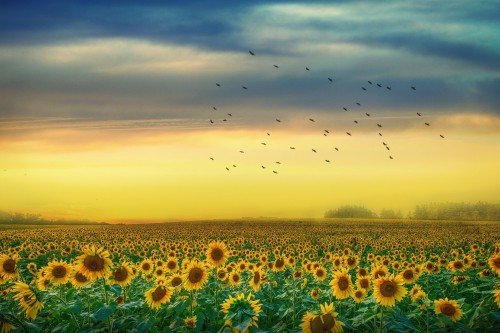 floresimosquera's tweet photo. "¡Oh, girasol, cansado del tiempo!
tú que cuentas los pasos del sol,
anhelando ese lugar dorado también ..."
#blakewilliam
#sfm
#azul
#amarillo https://t.co/7w1GDs5gEU