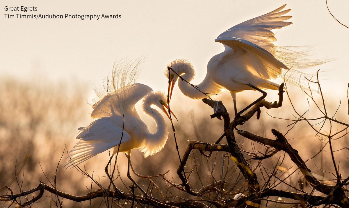 audubonsociety's tweet photo. A win for wildlife advocates! @Interior announced it will replace a controversial Trump-era rule that "allowed industry to kill birds with impunity."
https://t.co/jTthAPhShr #ProtectTheBirds https://t.co/MVyQEyXbvp