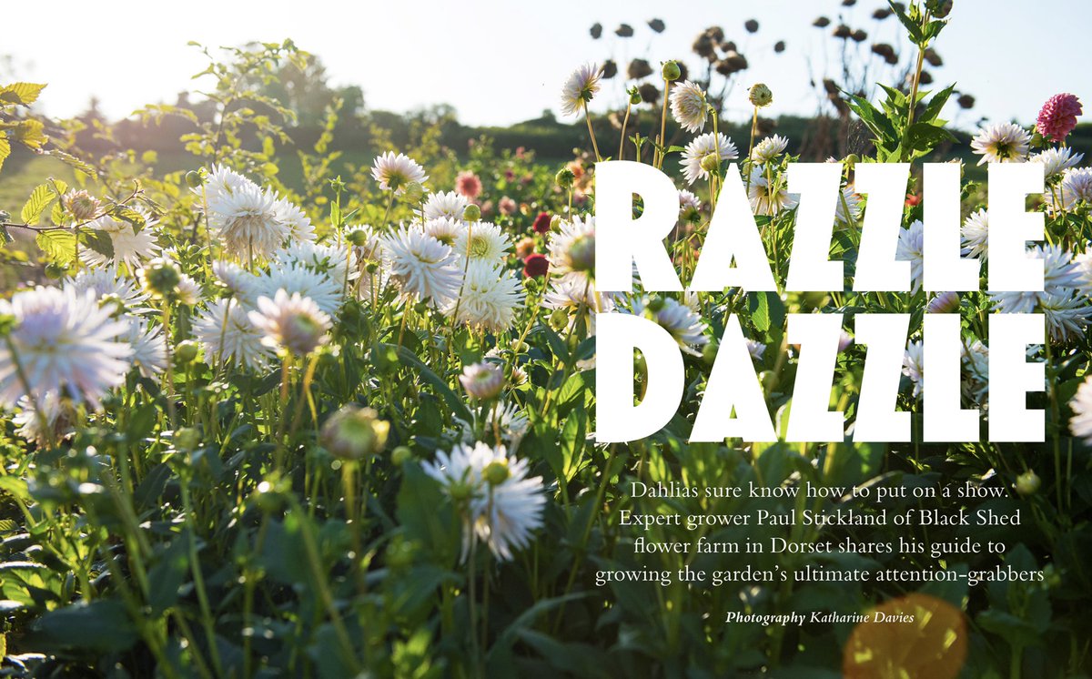 Katharine_KDP's tweet photo. Fabulous. @BlackShedPaul putting on the dazzle dazzle for the latest issue of Bloom Magazine. Excellent article on growing your own by Paul, with photos by me. #editorial #photographer #southwest #bloommag #bloommagazine #dahlias #flowerfarmer https://t.co/xy8Bq86Xin