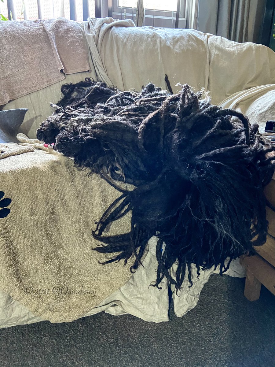 ZebPuliZeb's tweet photo. Working & Mondays can do one! #HowIsThisComfortable #MondayMotivation
Day 262 of #SocialDistancingMops
🐾❤️🐾
📹 by @quorduroy
#Manchester #HungarianPuli #Magyar #PuliDogs #Dreads #MopDog #dreadlockdog #Pulidog #DogsOfTwitter #DogsOfManchester #MopsOfManchester https://t.co/UyzdAiBMoJ