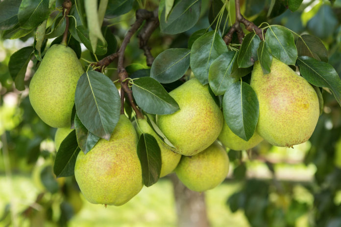 This spring, give fruit bushes and trees a boost and get them ready for the growing season ahead. A little attention now will help ensure bountiful crops of fruit this summer. theenglishgarden.co.uk/expert-advice/…

#gardening #gardeningtips