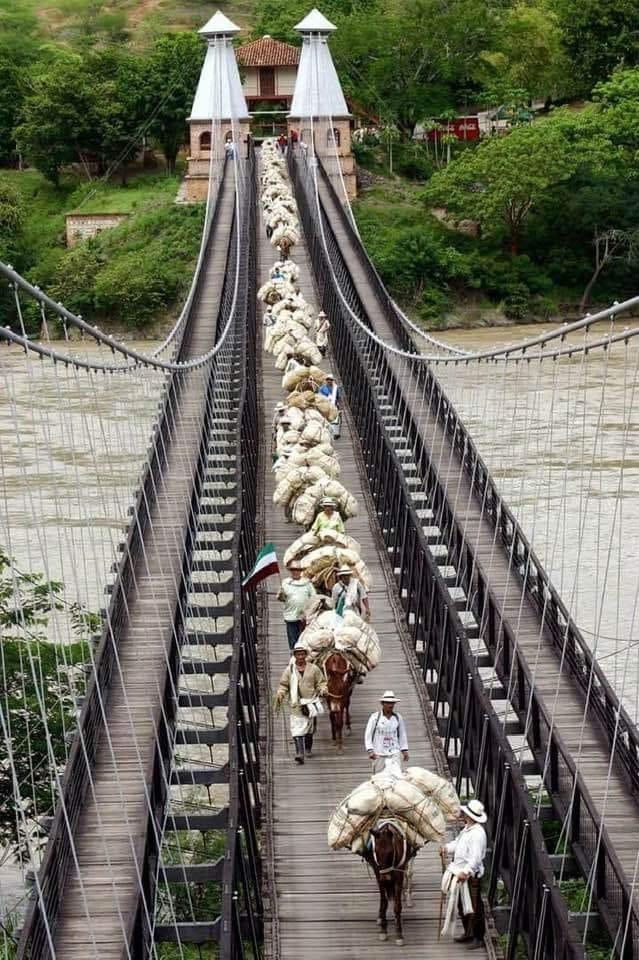 robertovelezv's tweet image. Una foto preciosa de nuestra cultura cafetera.