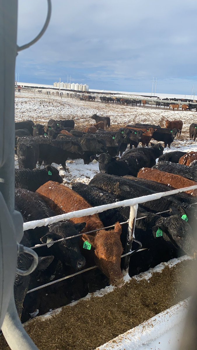 cure_eric's tweet photo. Pen conditions went from excellent to very poor in 48hrs and we are happy about that!! Over 3 inches of moisture here. https://t.co/m6a03LdXeb