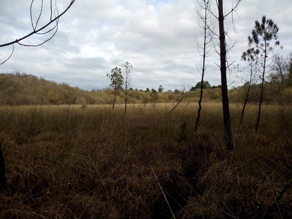 MinhoRio's tweet photo. #riominhoagolpedeclic
👉Achegámono á Braña de Alvelos, a mellor conservada das turbeiras que formaron parte das Ribeiras do Louro. Un ecosistema único no que se preservaron especies de flora semellantes ás que poden ser observadas nos Pirineos. 
📲https://t.co/FwndRYGWMb https://t.co/J7uHP5Cyyn