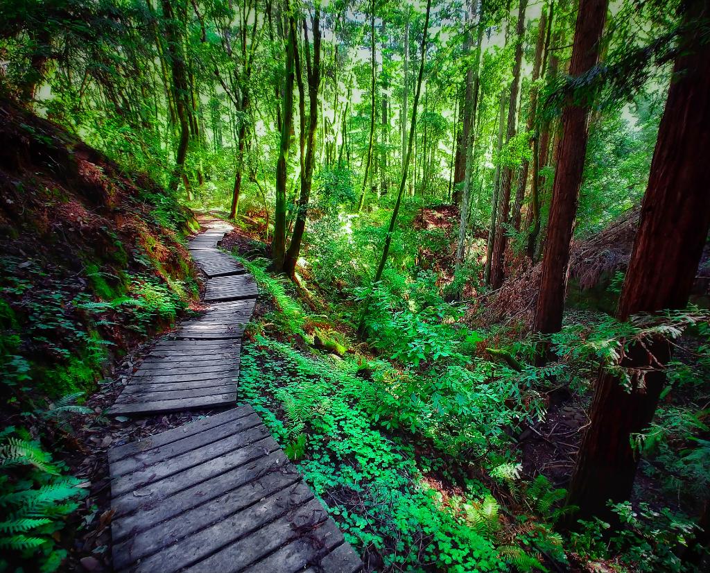 Wood you like to go on a hike with us? #ShotOnLG 📸: @DJMIKEYSWIFT