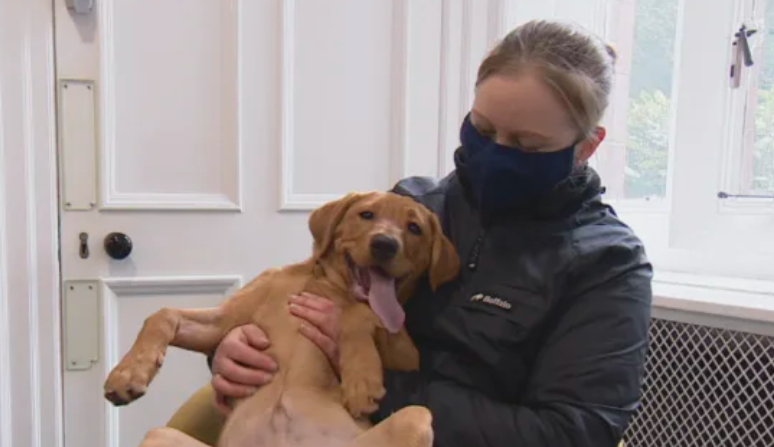 SurreyPolice's tweet photo. Did you spy our latest litter of adorable police dog puppies on @itvmeridian this lunchtime? 🐾 The young Labrador puppies are among 70 pups currently being trained at our world leading dog school  and are the latest recruits to the 'Surrey and Sussex Police Dog Section' . 

1/3 https://t.co/A6w59EzYSR