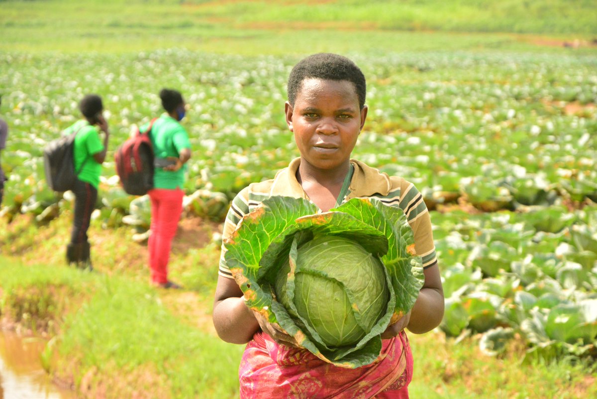 BumbogoS's tweet photo. Ubuyobozi bw' Umurenge wa Bumbogo bwasuye Abahinzi bahuje ubutaka ku gihingwa cy' imboga ku ubuso bungana na Ha 18 mu gishanga cya KAJEVUBA II
@Gasabo_District 
@CityofKigali 
@RwandaAgri 
@RwandAgriExport 
@RwandaLocalGov 
@PudenceR https://t.co/1M3ijn3eS6