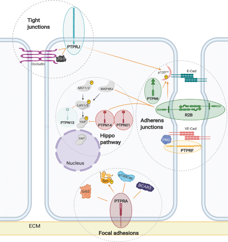 Find out more about 'Protein tyrosine phosphatases in cell adhesion' in our new review article ow.ly/6rqC50DZ4e0 #CellMigration #proteomics
