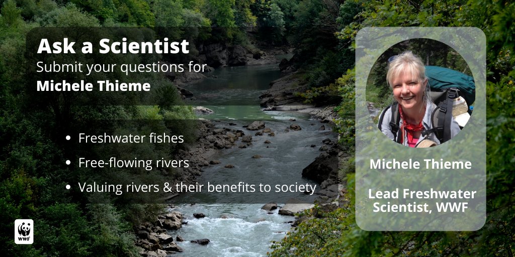 WWFscience's tweet photo. Submit your questions here: https://t.co/HXVX2CvXgJ
Earlier this month, a WWF report showed that 1/3 of freshwater fish face extinction. Co-author of the report & lead freshwater scientist at WWF, @MicheleThieme, is here to answer your Q's - just in time for #WorldWaterDay. https://t.co/FCLZpIdYBH