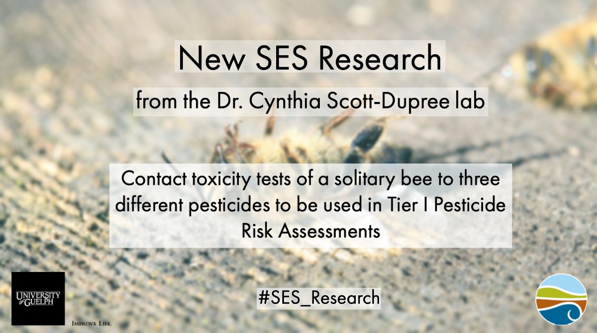 UofG_SES's tweet image. 🐝New research by our own Graham Ansell (@insectogram) from the @CscottduDupree lab, with Dr. @AEGradish published in @thePeerJ ☠️

Current #pesticide risk assessments rely on honey bees. Here, the solitary bee Megachile rotunda was tested to improve risk assessments. 

(1/2)