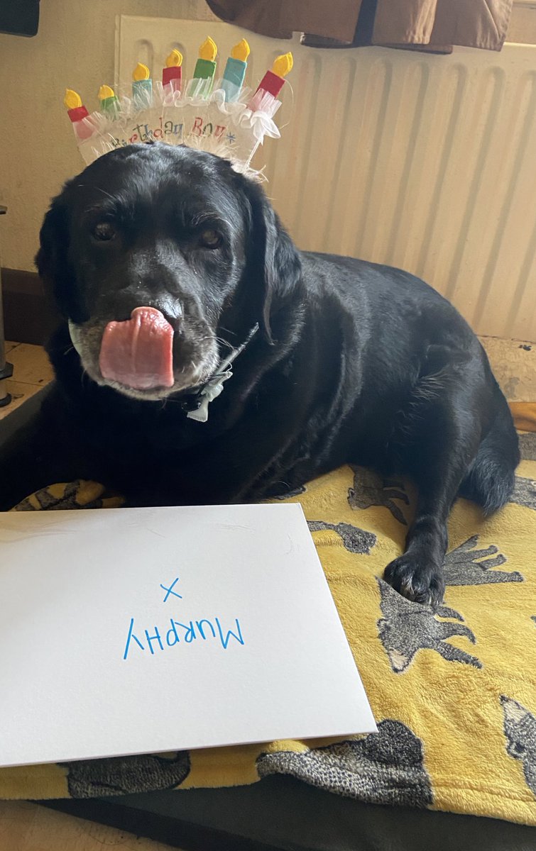 F93Lois's tweet photo. MURPHY IS 13 TODAY!!! How many birthday likes can this old boi get? 🎁🥰🎉🎈 #BirthdayBoy #BlackLabradors #OldBoy https://t.co/1LaJ0cDN1v