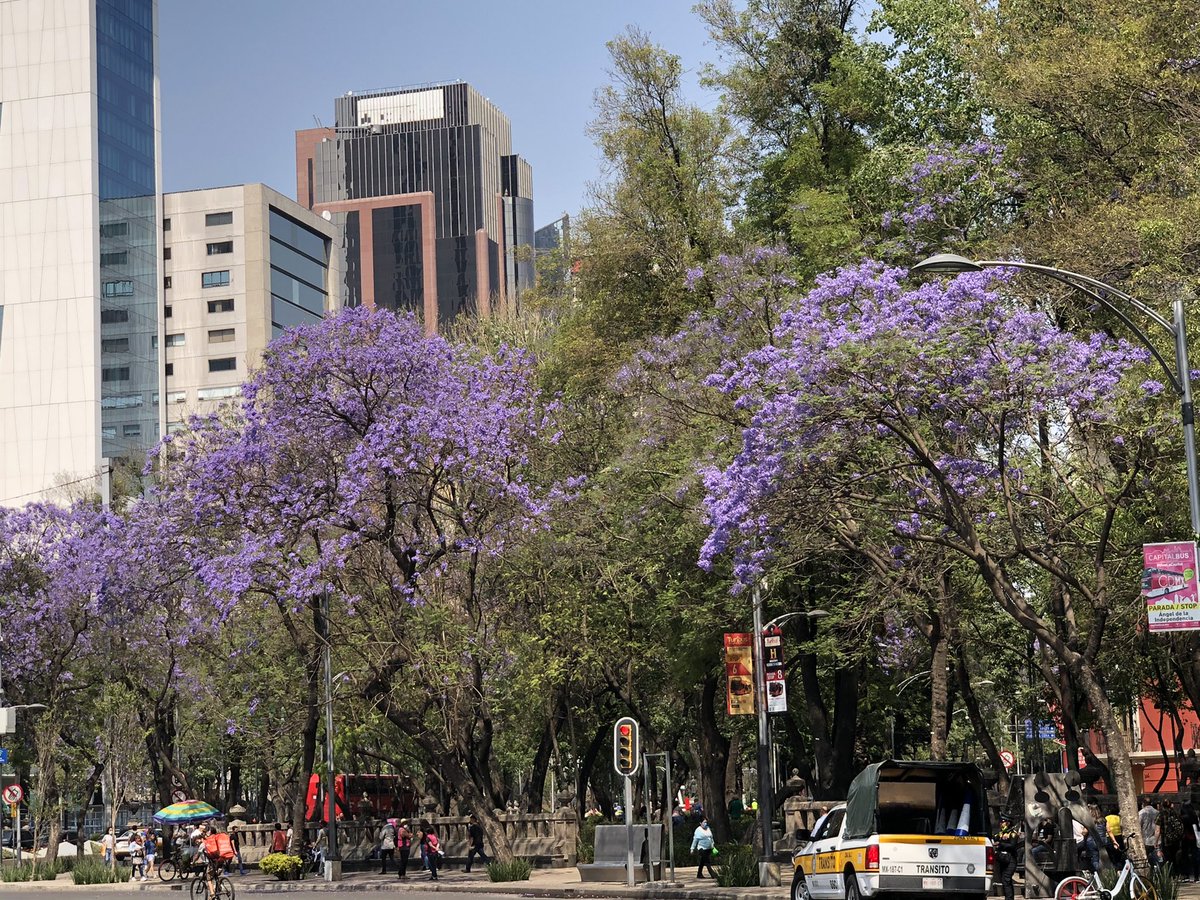 TakaseYas's tweet photo. Hace muy buen tiempo para HANAMI. Ya saben que hace cien años un inmigrante japonés 🇯🇵 recomendó al presidente 🇲🇽 plantar jacaranda en vez de cerezo. Porque las condiciones climatológicas eran más adecuadas. Cierto. https://t.co/buY5eSvFjJ