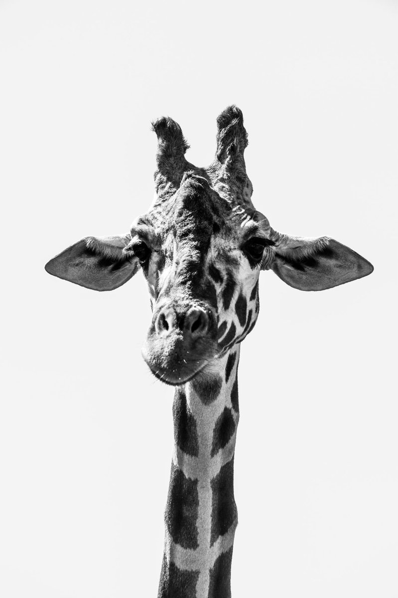 aurora_holt's tweet photo. Did you know female Giraffes are known as cows? So MOO but in giraffe 🤪 https://t.co/02CN8OO522
