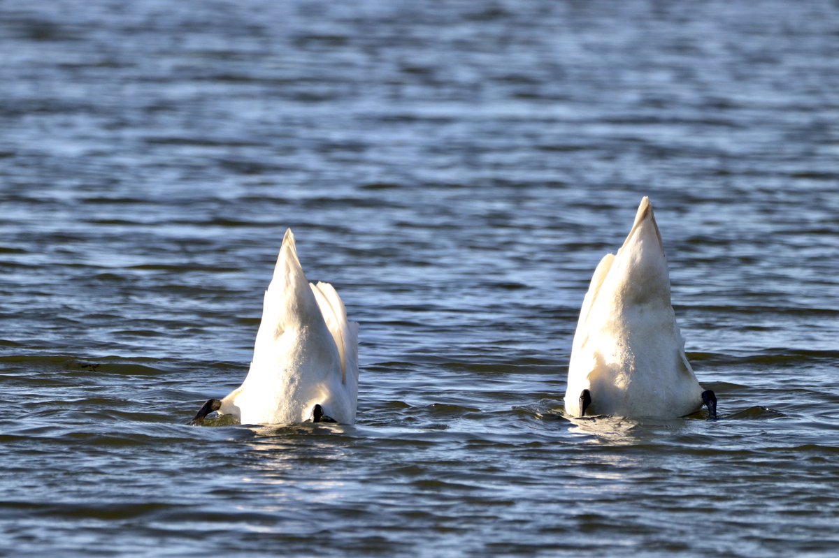 Charlotte Watlow tweet media