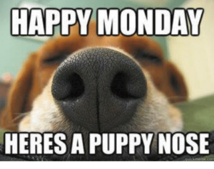 PawWhisker's tweet photo. Happy Monday🐶 #vettech #mondays  #vetmed #vetlife #petmemes https://t.co/kn5Gl4dG6i