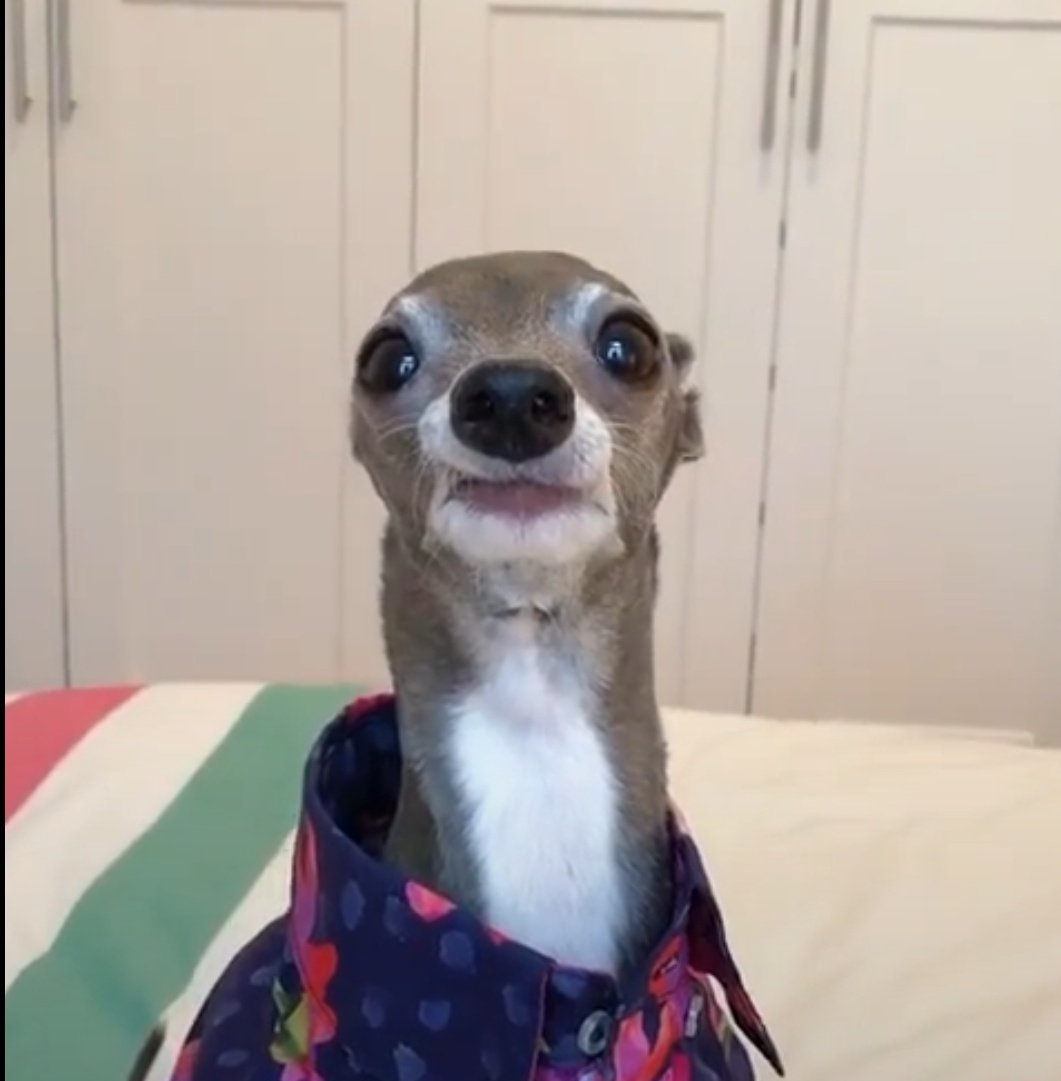 celfcarvalho's tweet photo. cada vez mais certa de que fui um galguinho italiano na outra vida, a semelhança está nos mínimos detalhes https://t.co/NOpyZVx19h