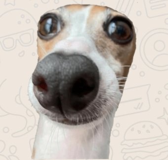 celfcarvalho's tweet photo. cada vez mais certa de que fui um galguinho italiano na outra vida, a semelhança está nos mínimos detalhes https://t.co/NOpyZVx19h