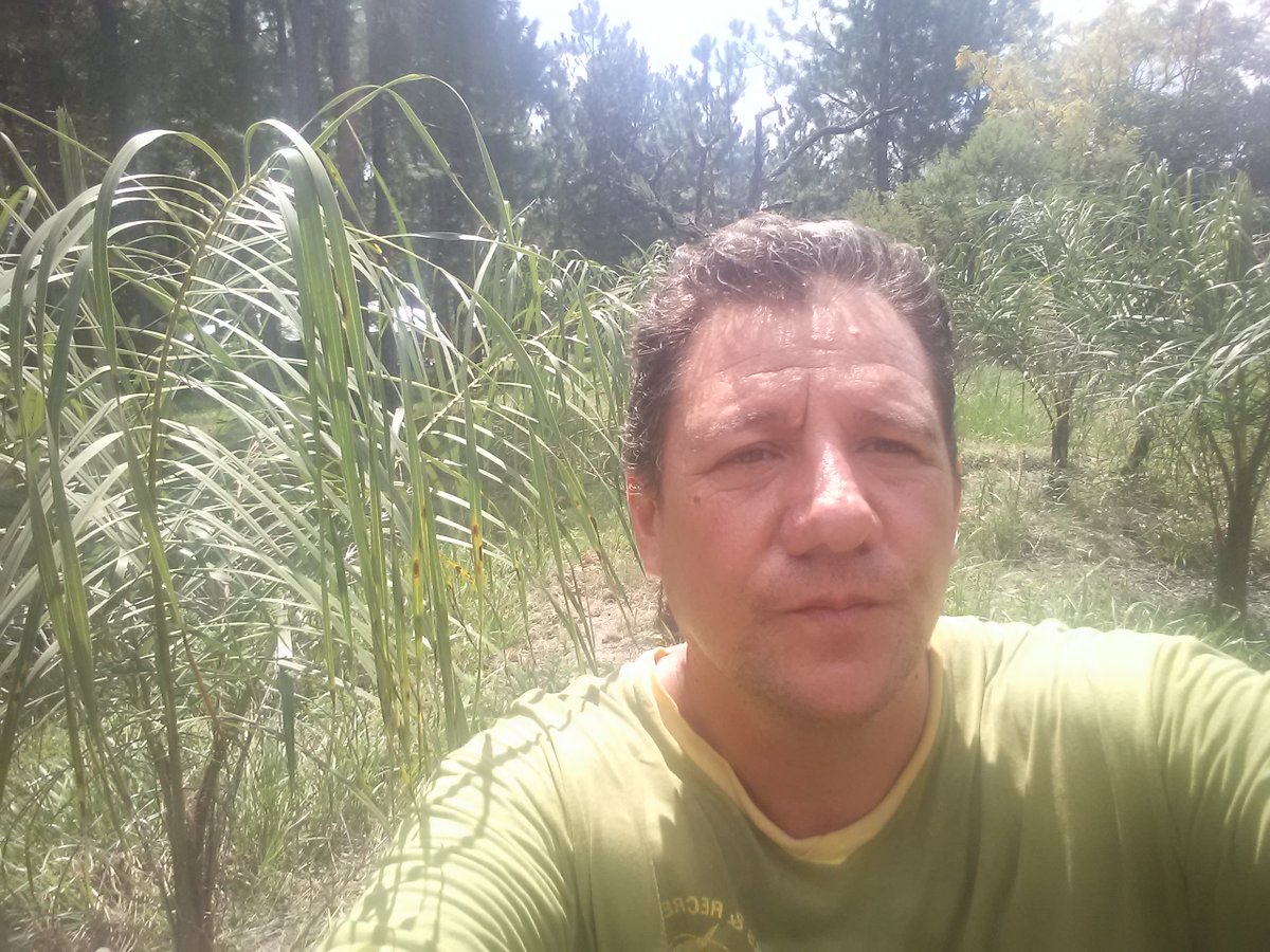 diegowassner's tweet photo. #Acrocomia totai en Corrientes. De a poco van despegando. Se bancaron un año de seca importante y con las lluvias de primavera, respondieron muy bien. Gracias @inescelingon70 por los cuidados y el apoyo al proyecto!!!! https://t.co/wbtImQypw0