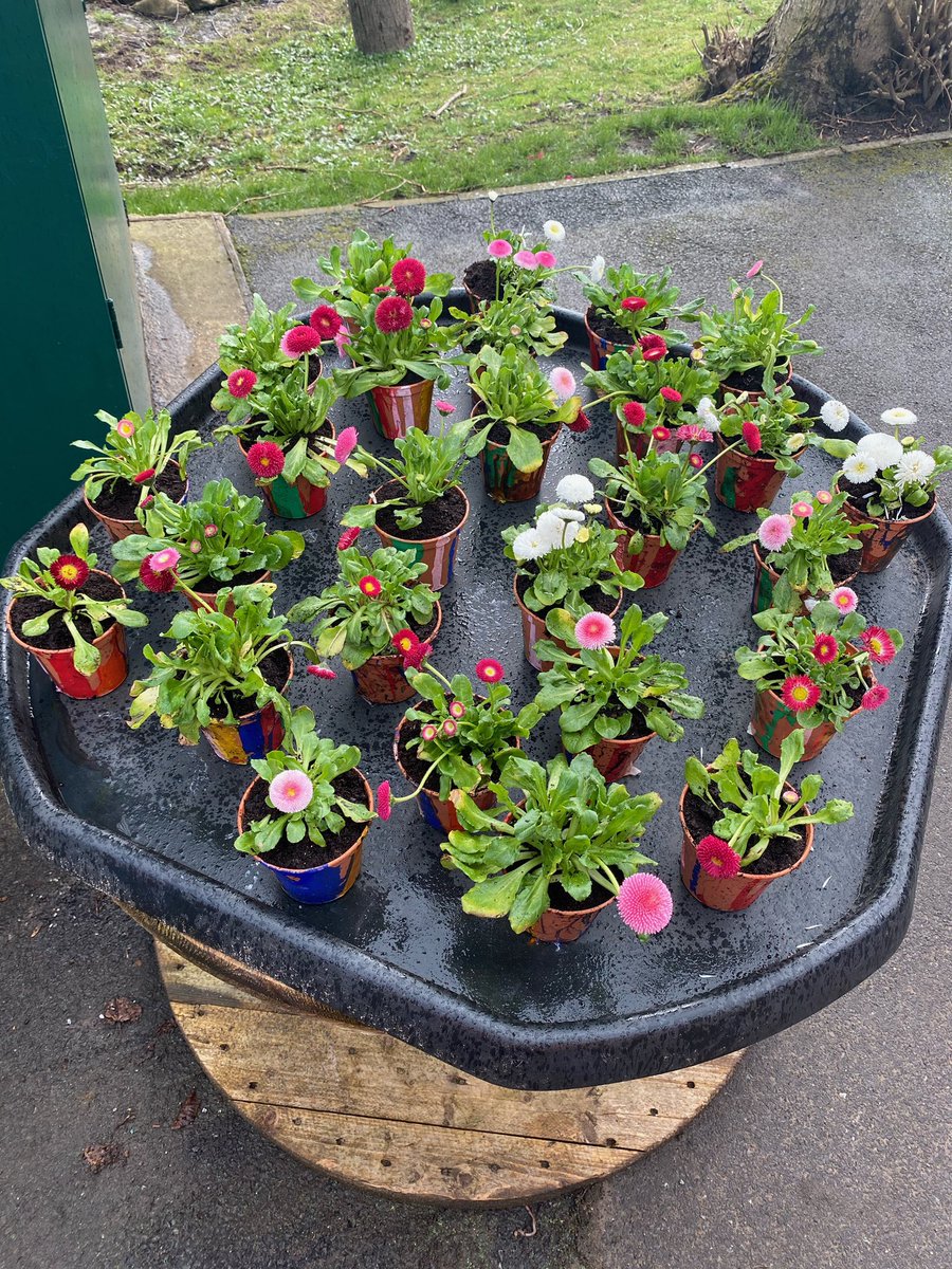 We’ve had great feedback from Class 1 parents about their gorgeous Mother’s Day flowers they received yesterday. Thank you so much <a href="/W_M_Nurseries/">WoolleyMoorNurseries</a> for donating them. We all really appreciate it! 🌹🌷🌼🌸🌺🌻