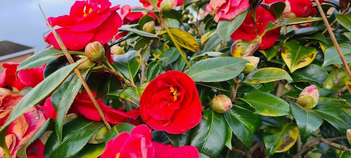 Girlygolfer2013's tweet photo. Lots of lovely bright colours out on my walk today #walkinwinter it's so nice to see and gives you a spring in your step
#wildflowerhour #gardenflowers #flowers #springflowers #TwitterNatureCommunity #NaturePhotography @wildflower_hour @BSBIbotany https://t.co/7h2CaOgZNz