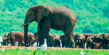 Le développement du tourisme se fondera sur le potentiel touristique existant, tout en privilégiant l’écotourisme. 

#ChezMoiAuCongo 
#Team242
#DSN2021