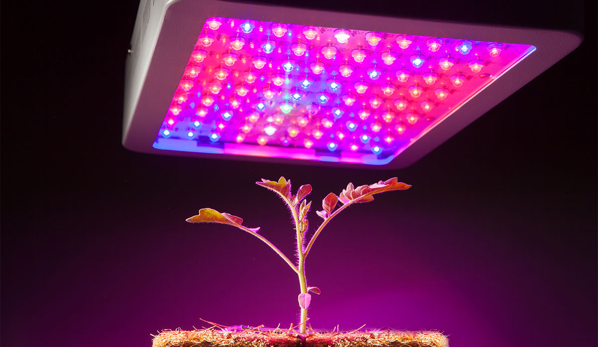 besticious_com's tweet photo. 12 Best LED Grow Lights 2021:

1. BESTVA DC Series 2000W 
2. ROLEADRO GalaxyHydro Series 1000W
3. ROLEADRO GalaxyHydro Series 2000W
4. P300 LED Grow Light 

Here is the 12 Best LED Grow Lights Reviews
https://t.co/E5mcxdGT27
#BestLEDGrowLights
#BestLEDGrowLight
#LEDGrowLight https://t.co/JW2u8v1vJX