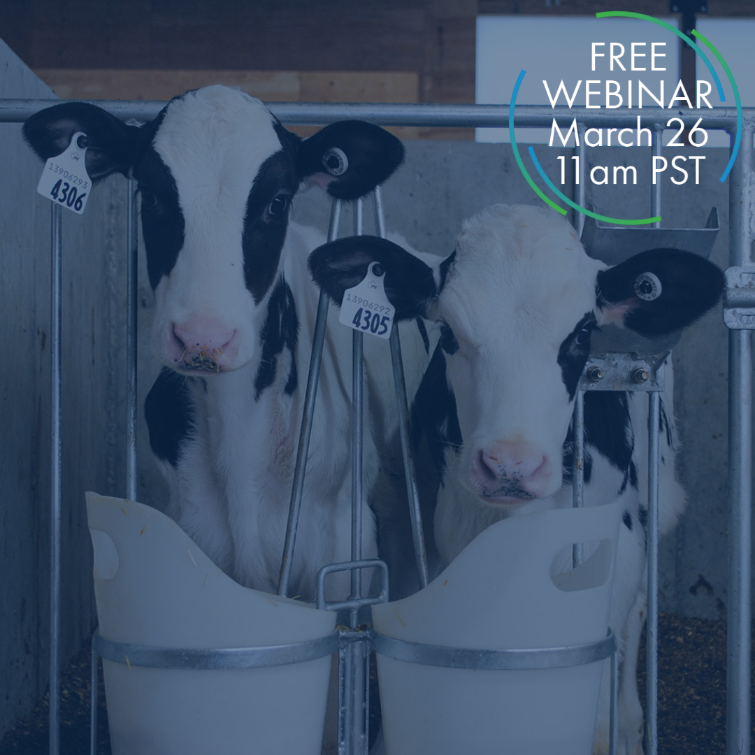 Calves are the foundation for a successful healthy herd, so it’s crucial to make sure they are living in the best possible environment, and it starts with the air around them. 

Join us for another intriguing VES-Artex webinar. Register today! ow.ly/6Imm50DVinR