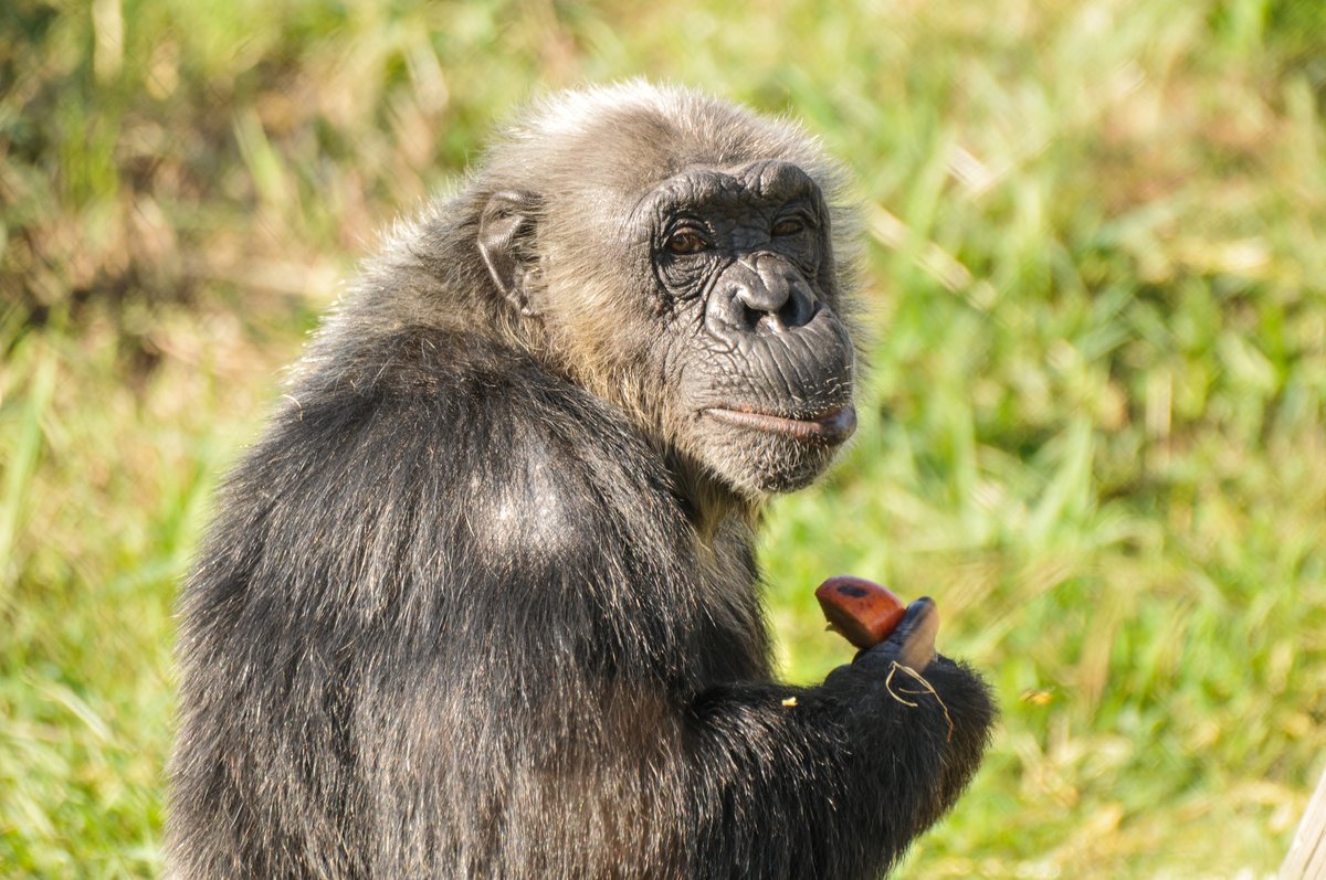 MONA_UK's tweet photo. From only 2 GBP per month you can contribute to our primateβs healthy and balanced diet. One chimpanzee eats about 100kg of fruit and mixed vegetables per month!
https://t.co/0TaudI2Q7K
#helpmona #helpprimates https://t.co/3nirRJlY1i