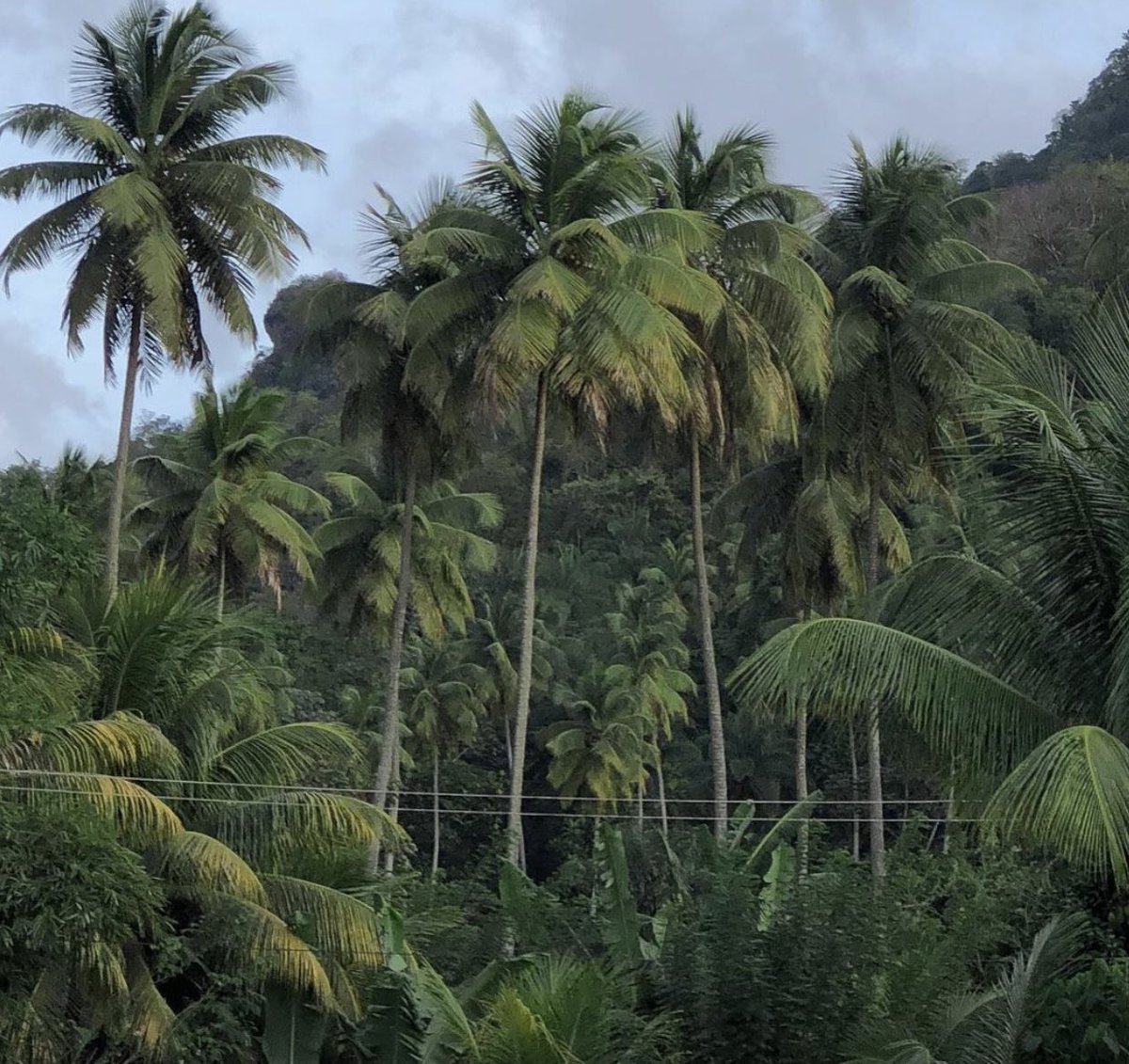 silkvanille's tweet photo. An island vacation https://t.co/SBtqtIA0zJ