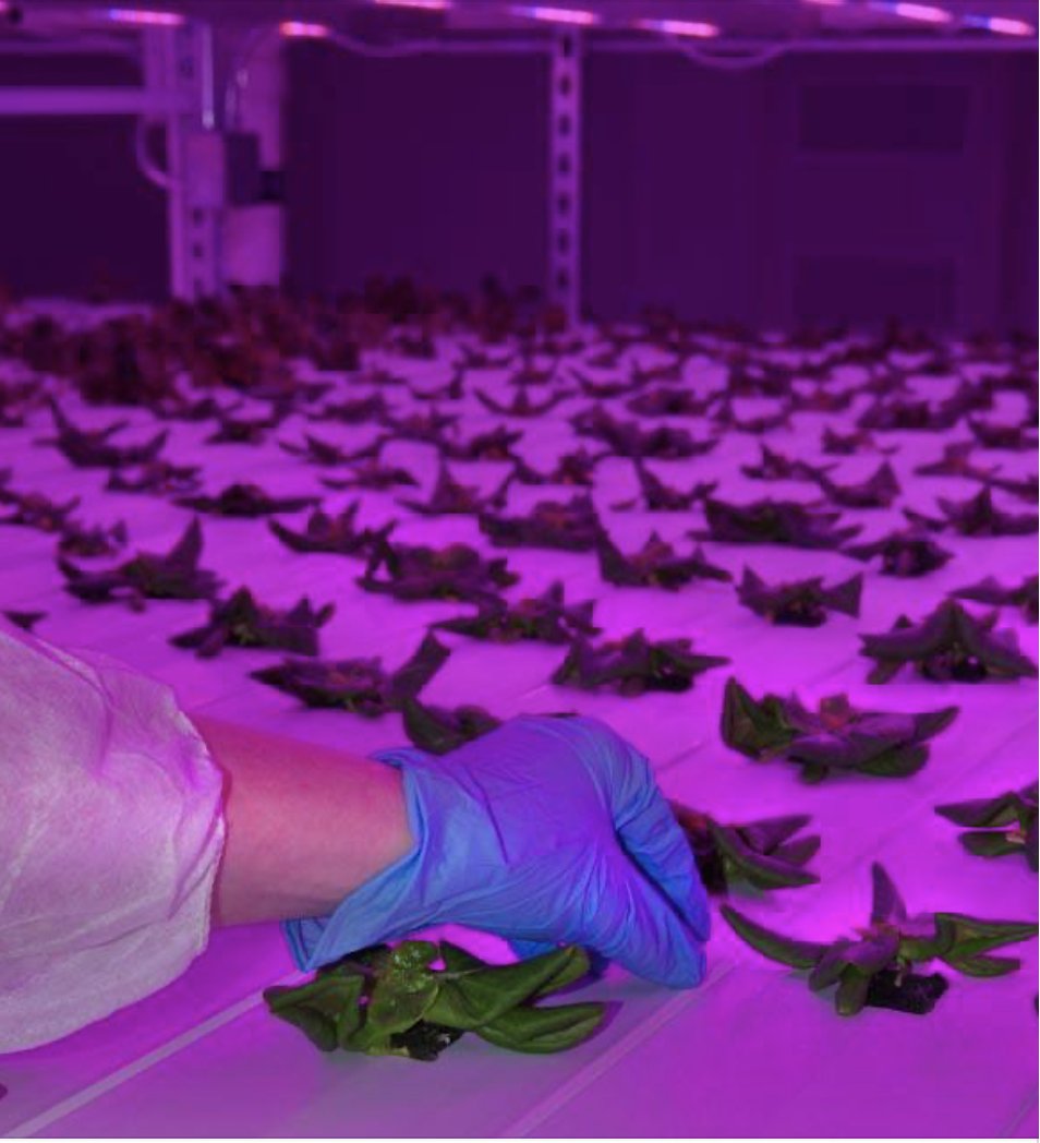 Infinite Harvest tweet media