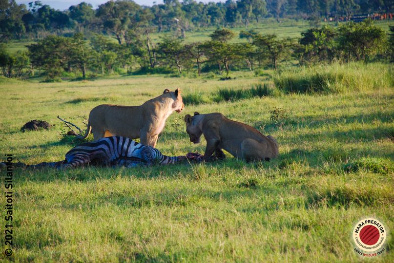 Kenya Wildlife Trust on Twitter: 
