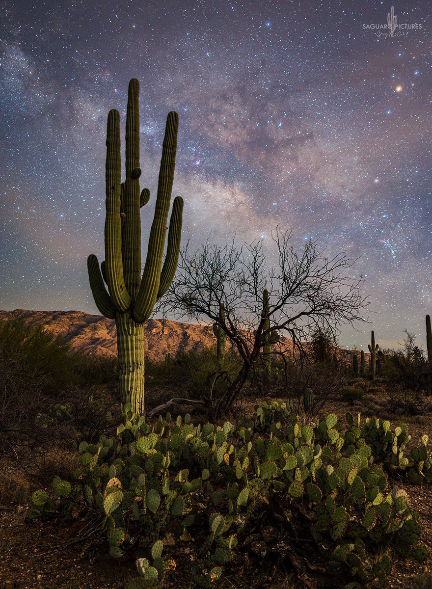 4am tends to be a very good time to avoid the crowds. This morning in Saguaro National Park. I had the entire place to myself for some reason.

Prints are available on my web site - saguaropictures.com/gallery/nights…