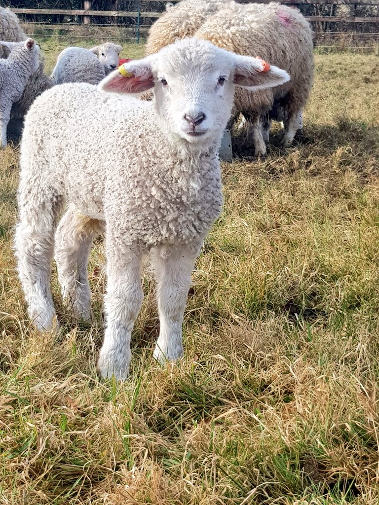 lanhilllamb's tweet photo. An early favourite. Thinking of calling her Enigma. #lambing2021 #Cotswolds #goldenfleece #minilion https://t.co/7j5gT1K1dh