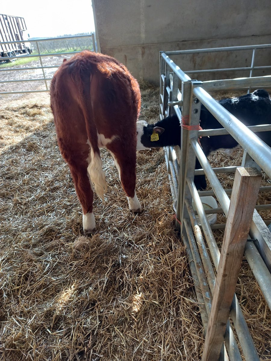 farmwalnut1's tweet photo. That not aloud #heifer https://t.co/alP4uVZsQu