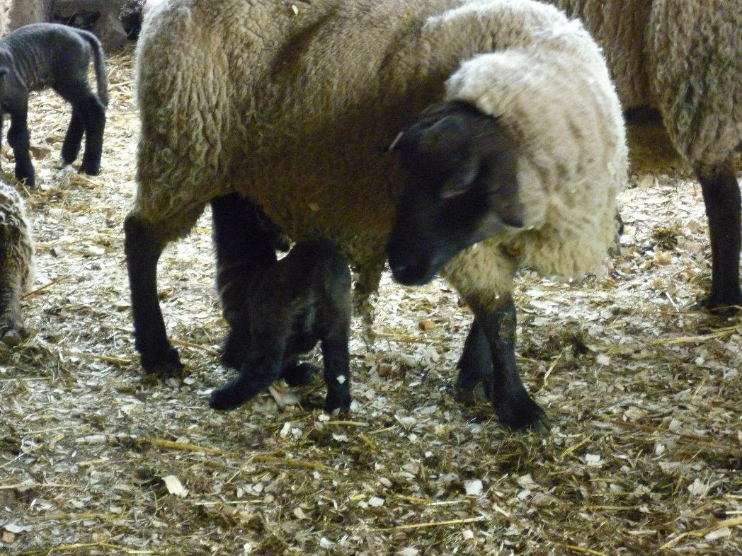 Rachel K Wooff tweet media