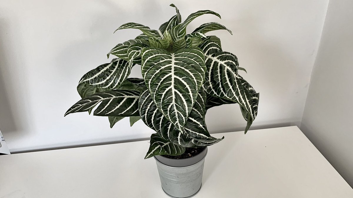makinggardens's tweet photo. Aphelandra squarrosa Green also known as Zebra Plant, I can see why 🦓🪴 #Houseplants #Gardening #Leaf https://t.co/37MMqleM3P