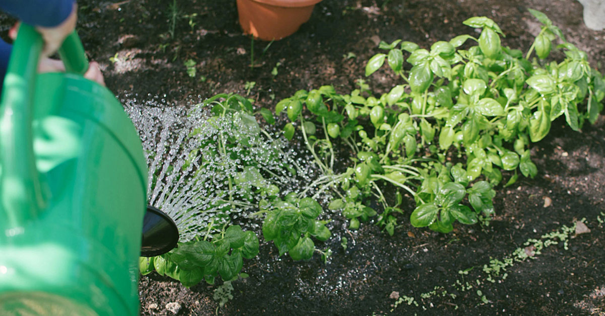 🌷🌸Spring is right around the corner, and what better way to get into the spirit than to start planning your garden? Join #CCSustainability on March 22 to Learn to Grow Vegetable and Fruit Plants from Seeds. Register today! centenni.al/38rcZVz #CCGreenThumb