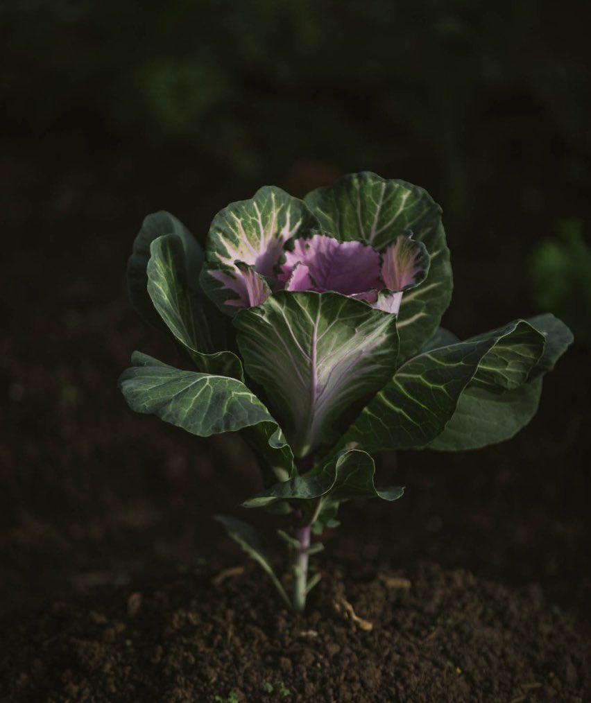 MinAgricultura's tweet photo. Las flores colombianas son alimento del alma para el mundo entero, así que hoy les dejamos esta planta llamada Brassica Oleracea, cultivada en el municipio de Tabio, Cundinamarca con un #TipDelAgro @asocolflores https://t.co/ArQLZjeiGg