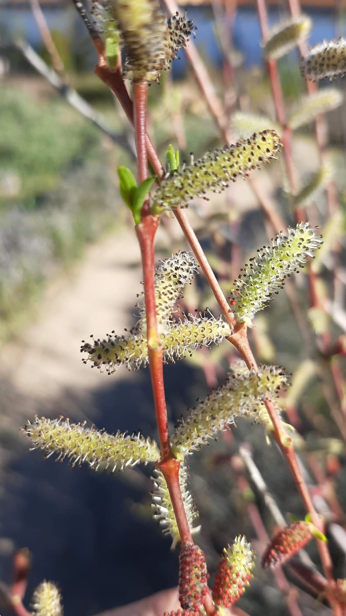 JardiBotanicUV's tweet photo. Flor de galleret #Lamiumamplexicaule (esquerra) i aments de flors masculines de mimbrera #Salixpurpurea (dreta).

Espècies destacades en la visita del director del #JardíBotànicUV, #JaimeGüemes, al Jardí #Etnobotànic #ArasdelosOlmos #AltoTuria

#Biodiversitat #Botànica #Natura https://t.co/QG5rAlXioZ